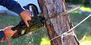 Best Fruit Tree Pruning  in Romancoke, MD