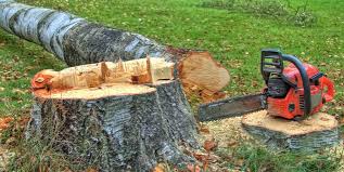 Best Fruit Tree Pruning  in Romancoke, MD