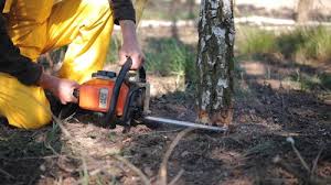 Best Tree Health Inspection  in Romancoke, MD