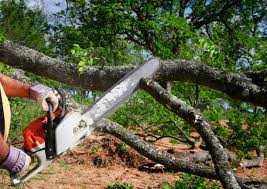 Best Tree Cabling and Bracing  in Romancoke, MD
