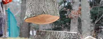 Best Stump Grinding and Removal  in Romancoke, MD