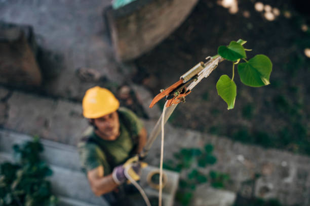 Best Arborist Consultation Services  in Romancoke, MD