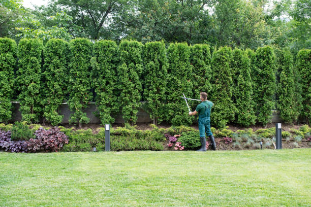 Best Lawn Grading and Leveling  in Romancoke, MD