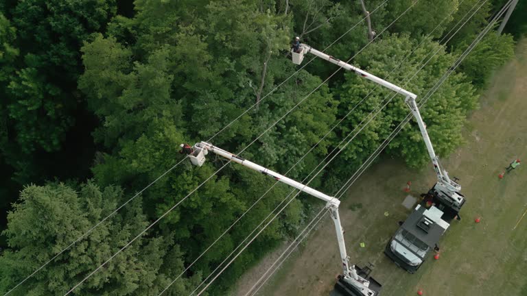  Romancoke, MD Tree Removal Pros