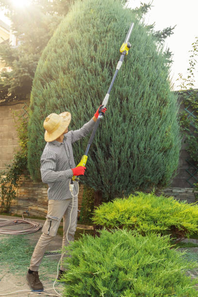Best Pest Control for Lawns  in Romancoke, MD