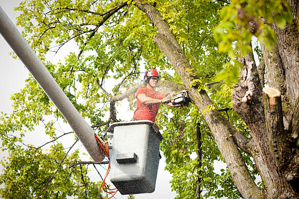 Best Tree and Shrub Care  in Romancoke, MD