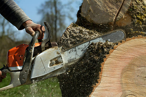 Best Soil Testing and Treatment  in Romancoke, MD