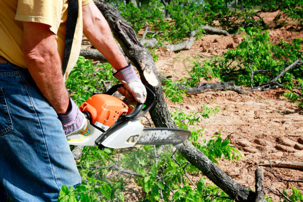 Best Tree Mulching  in Romancoke, MD